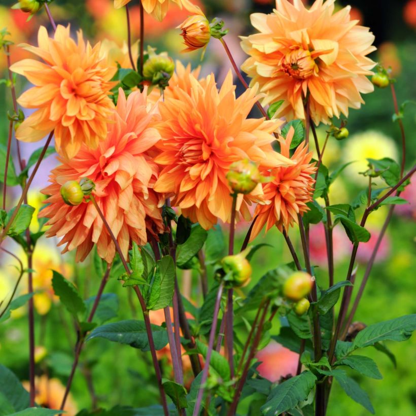 Schmuck-Dahlie Motto (Flowering)