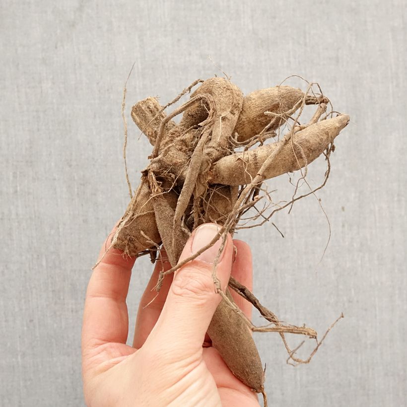 Exemplar von Dekorative Dahlie Mrs Eileen Zwiebel Kaliber/Größe I wie im Frühjahr geliefert