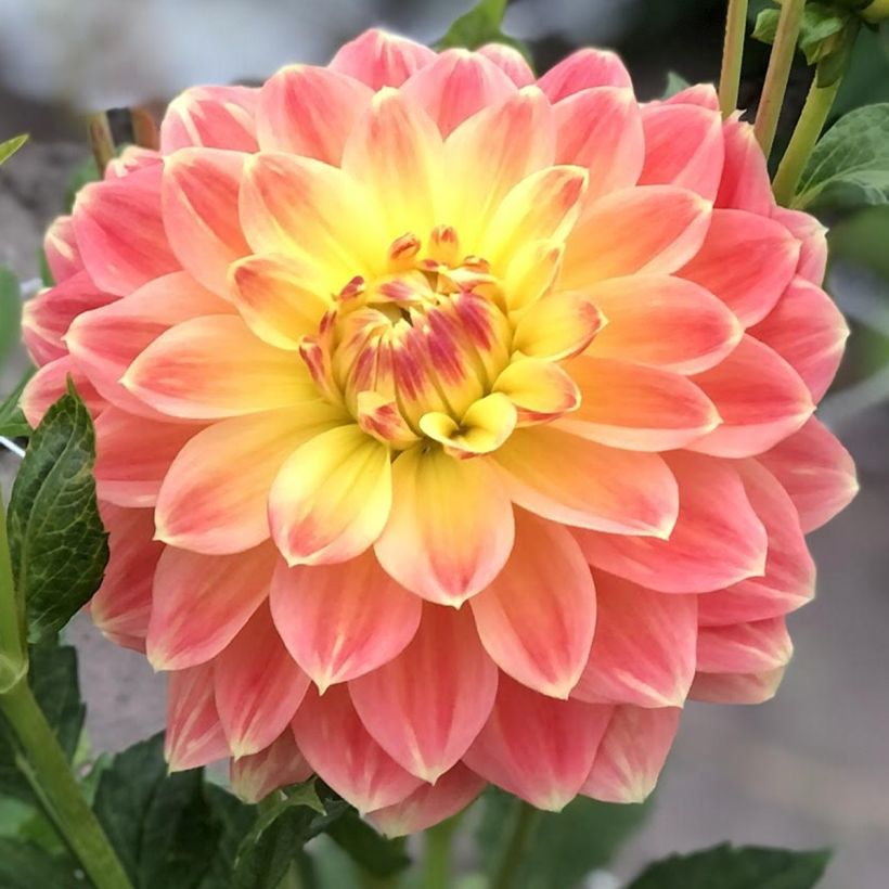 Schmuck-Dahlie October Sky (Flowering)