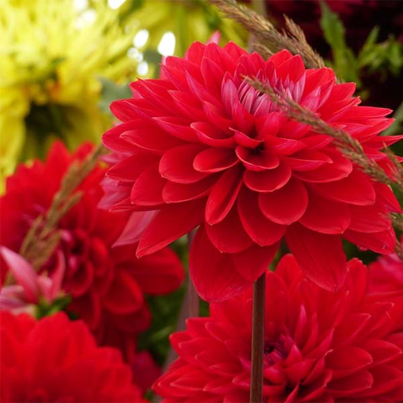 Schmuck-Dahlie Philadelphia (Flowering)