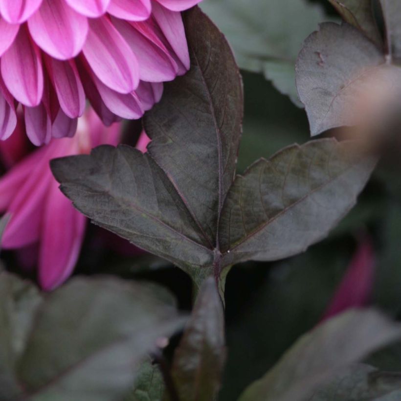 Schmuck-Dahlie Profundo (Foliage)