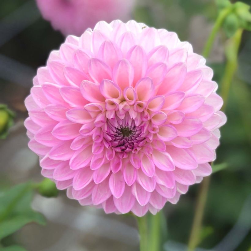 Schmuck-Dahlie Sefton Silvertop (Flowering)