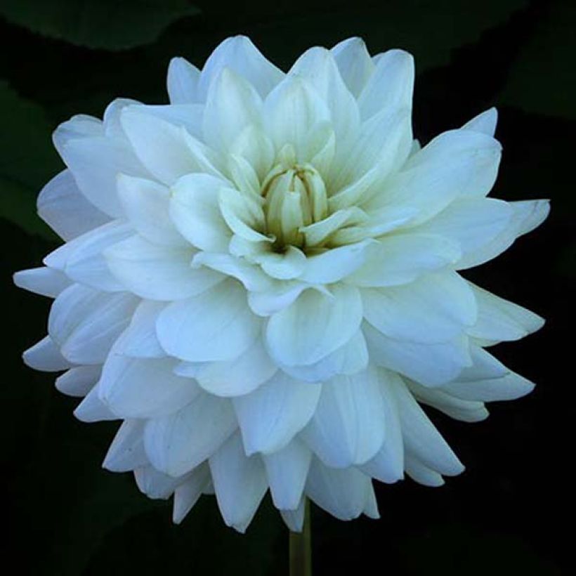 Schmuck-Dahlie Snowstorm (Flowering)