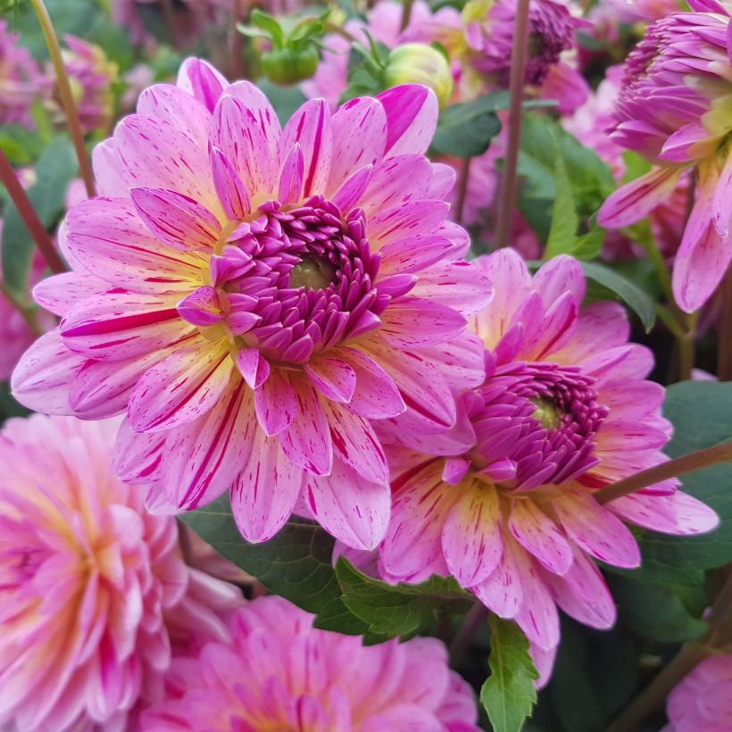 Schmuck-Dahlie Tropical (Flowering)