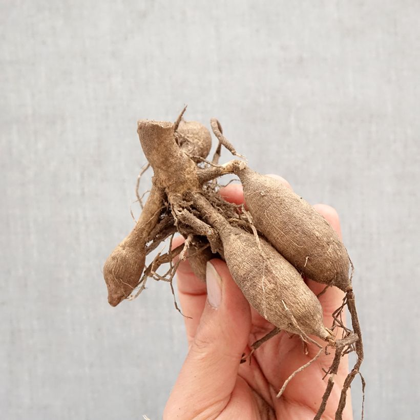 Exemplar von Schmuck-Dahlie Promise Zwiebel Kaliber/Größe I wie im Frühjahr geliefert