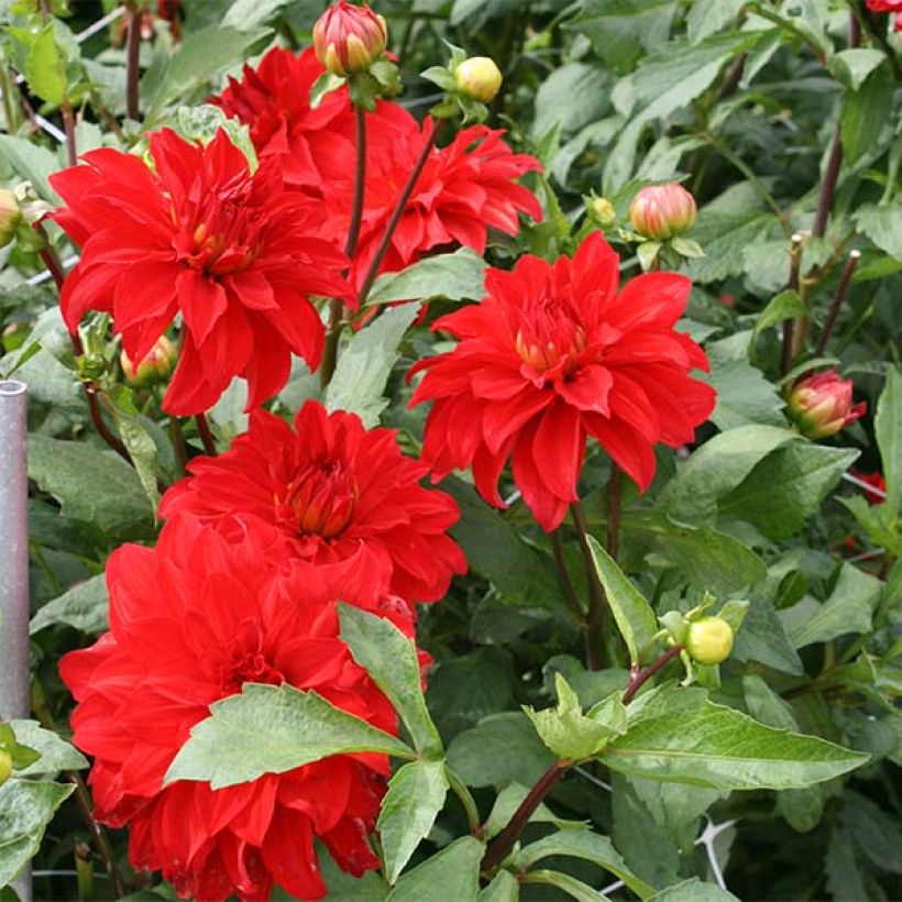 Riesenblütige Dahlie Barbarossa (Flowering)