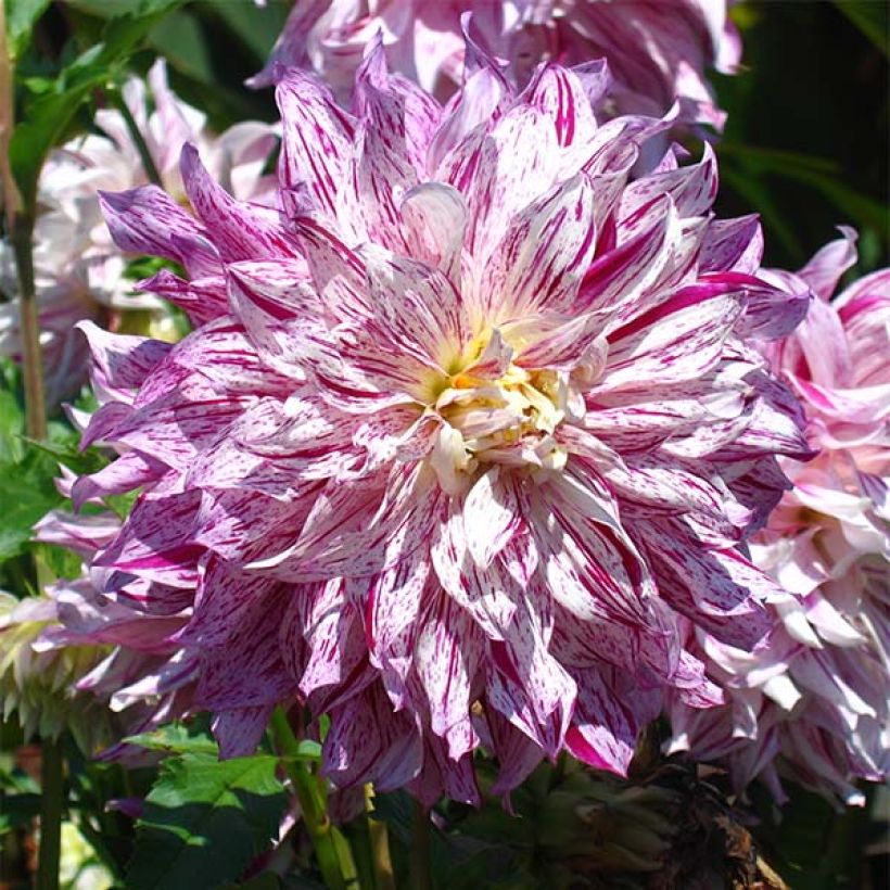 Riesenblütige Dahlie Bristol Stripe (Flowering)