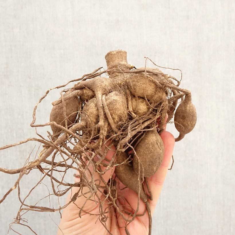 Exemplar von Riesenblütige Dahlie Fairway Spur Zwiebel Kaliber/Größe I wie im Frühjahr geliefert