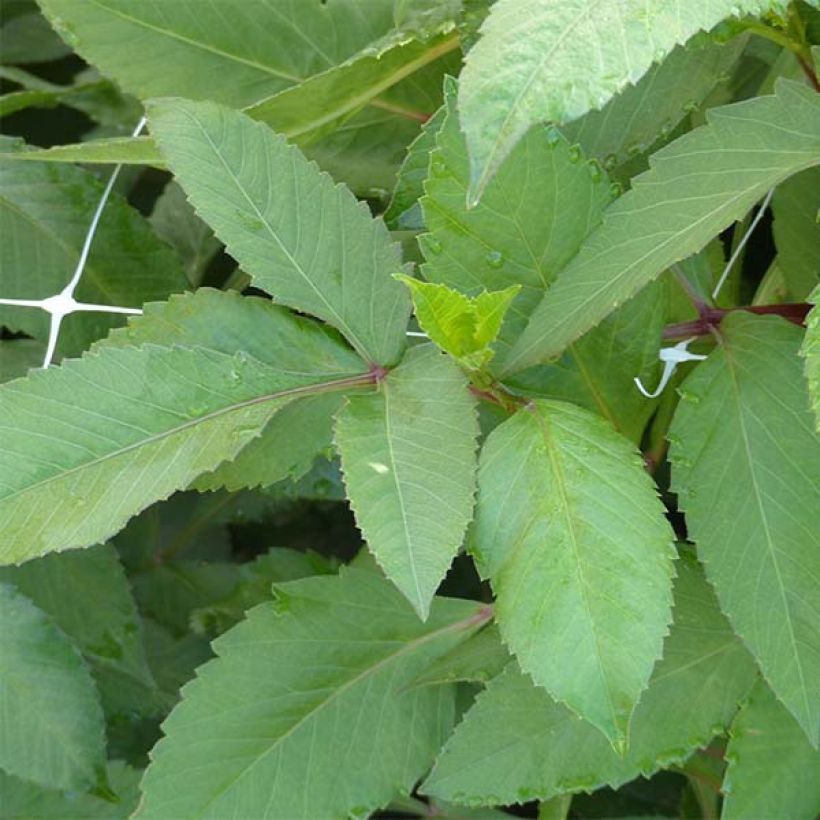 Riesenblütige Dahlie Islander (Foliage)