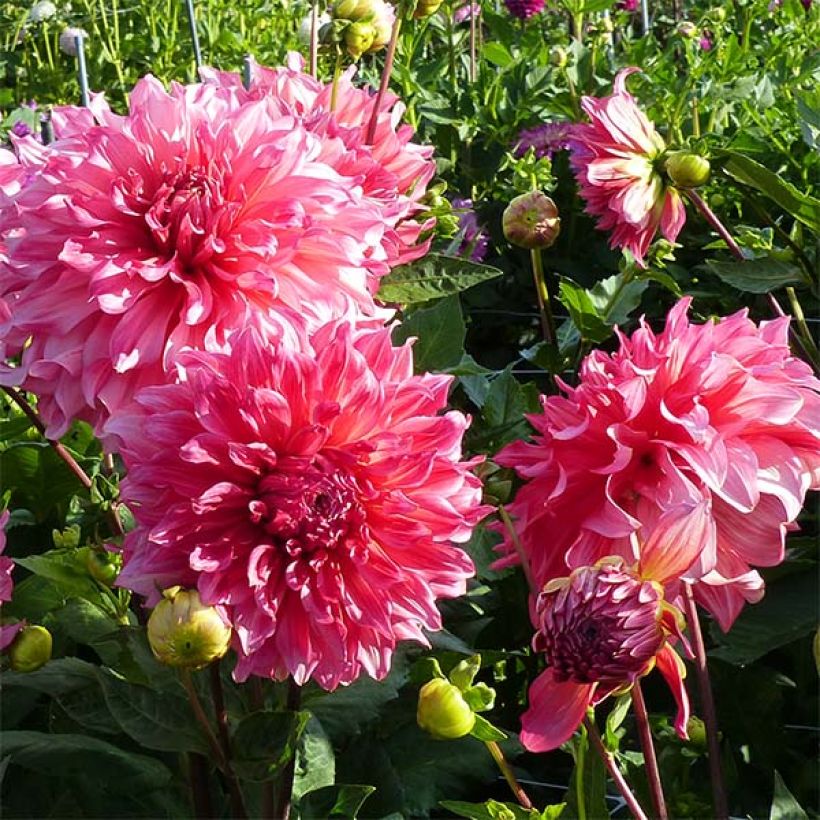 Riesenblütige Dahlie Islander (Flowering)