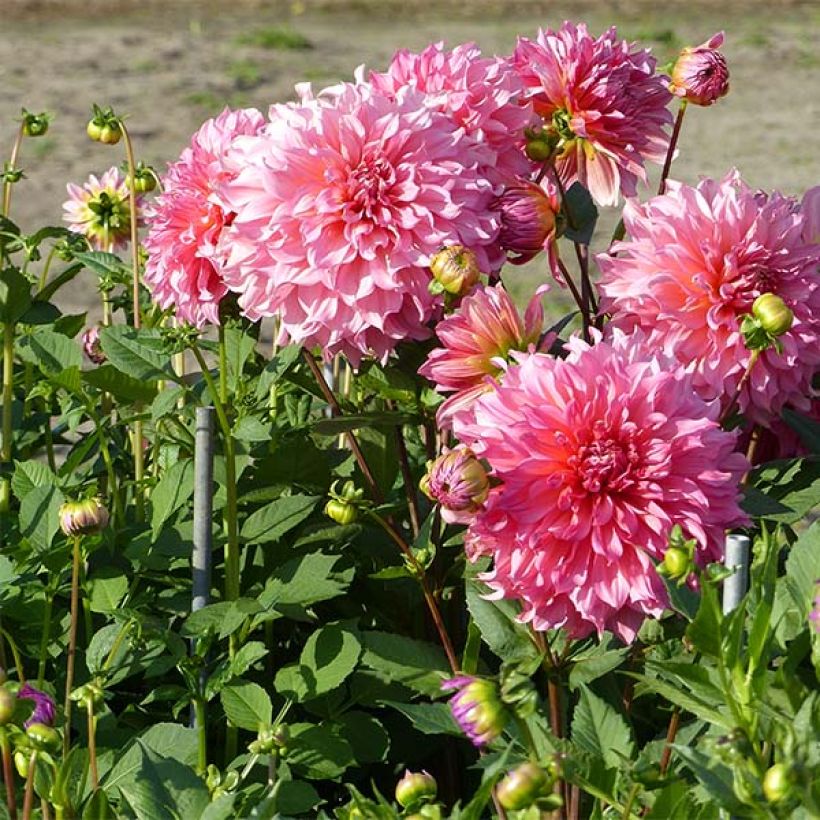 Riesenblütige Dahlie Islander (Plant habit)