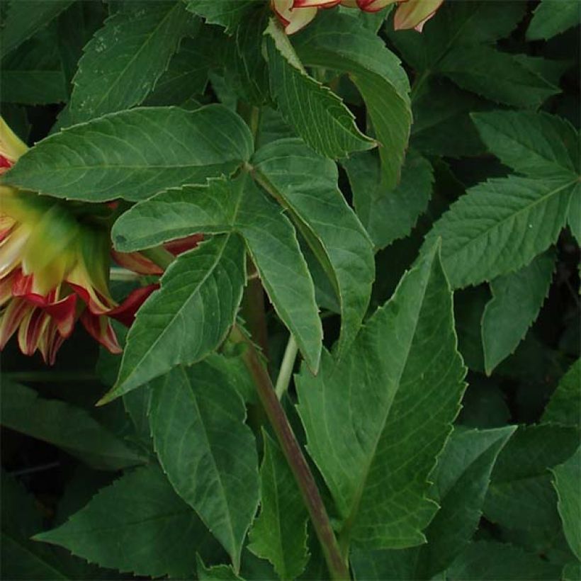 Riesenblütige Dahlie Lady Darlene (Foliage)