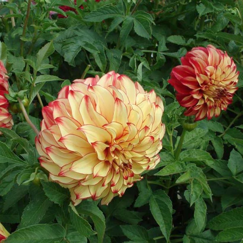 Riesenblütige Dahlie Lady Darlene (Flowering)