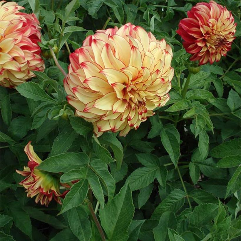 Riesenblütige Dahlie Lady Darlene (Plant habit)