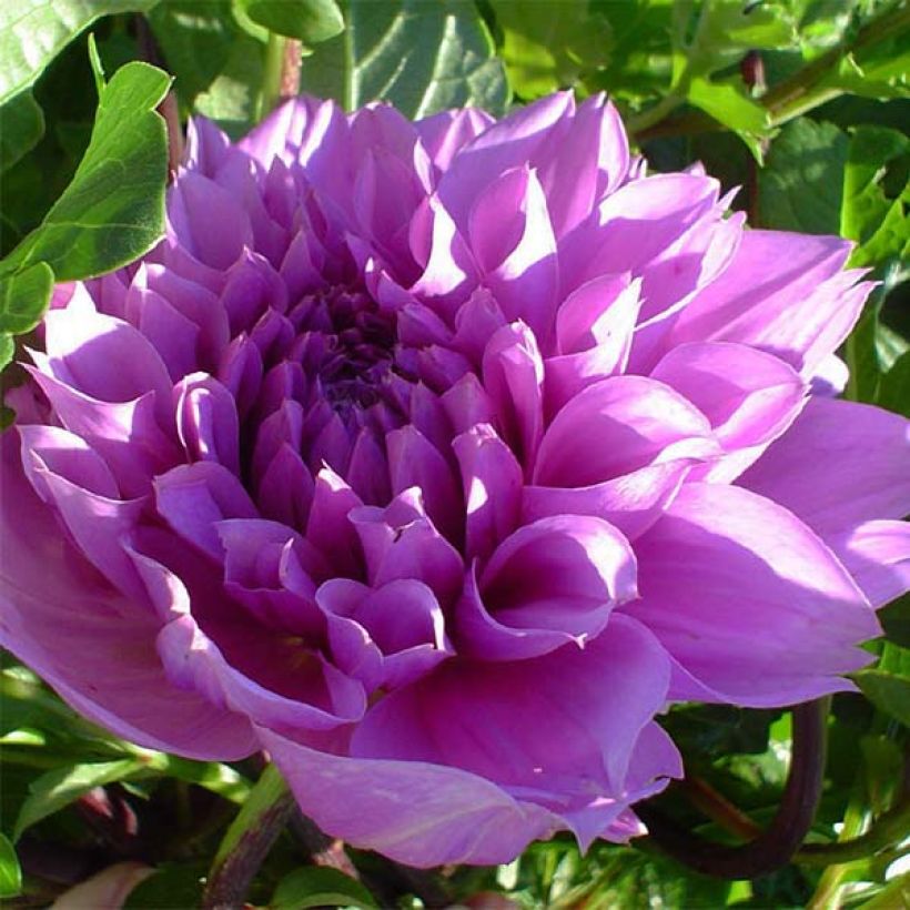 Riesenblütige Dahlie Lilac Time (Flowering)