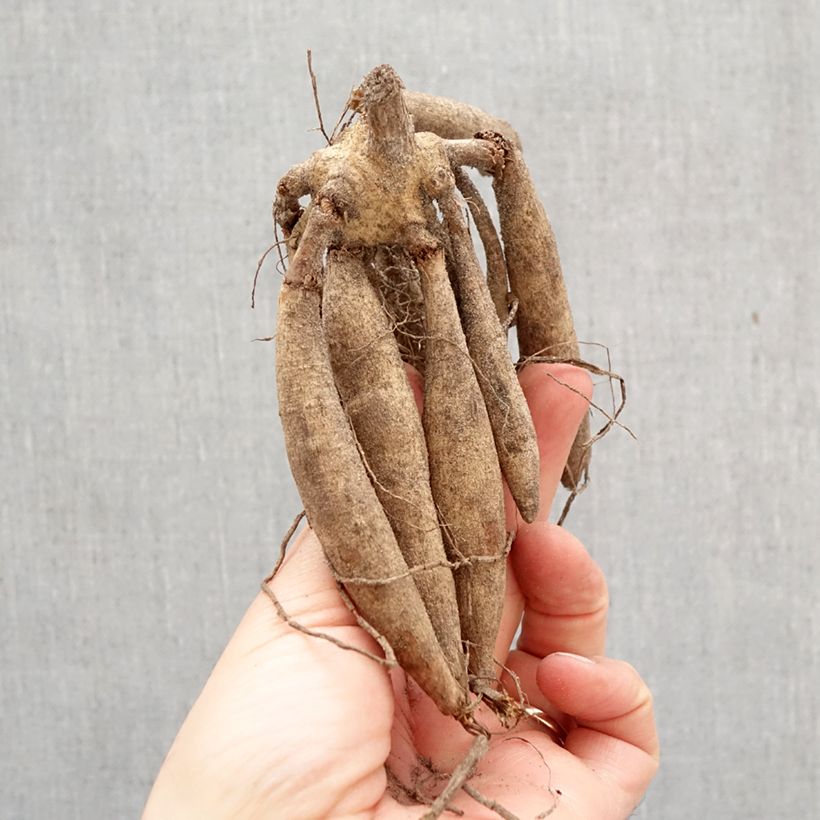 Exemplar von Riesenblütige Dahlie Mango Madness Zwiebel Kaliber/Größe I wie im Frühjahr geliefert
