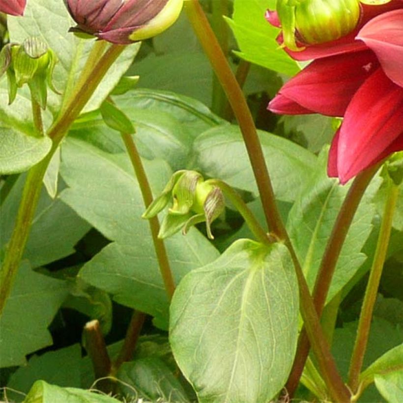 Riesenblütige Dahlie Sam Hopkins (Foliage)