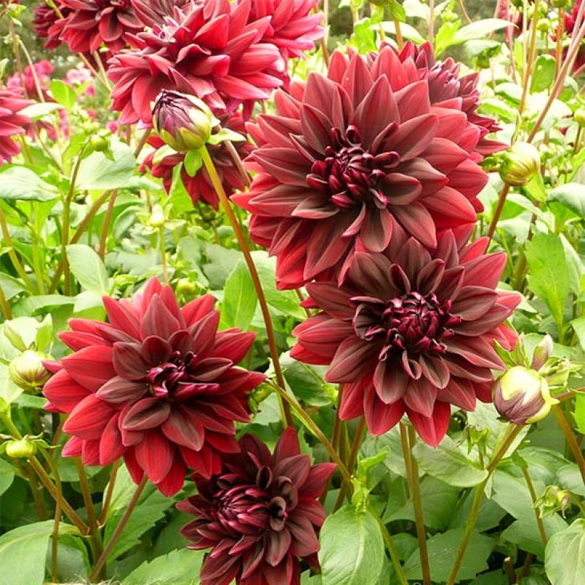 Riesenblütige Dahlie Sam Hopkins (Flowering)