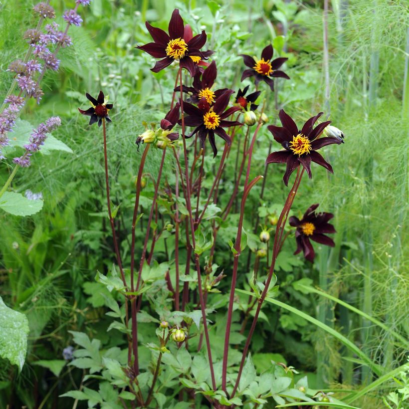 Stern-Dahlie Verrone's Obsidian (Plant habit)