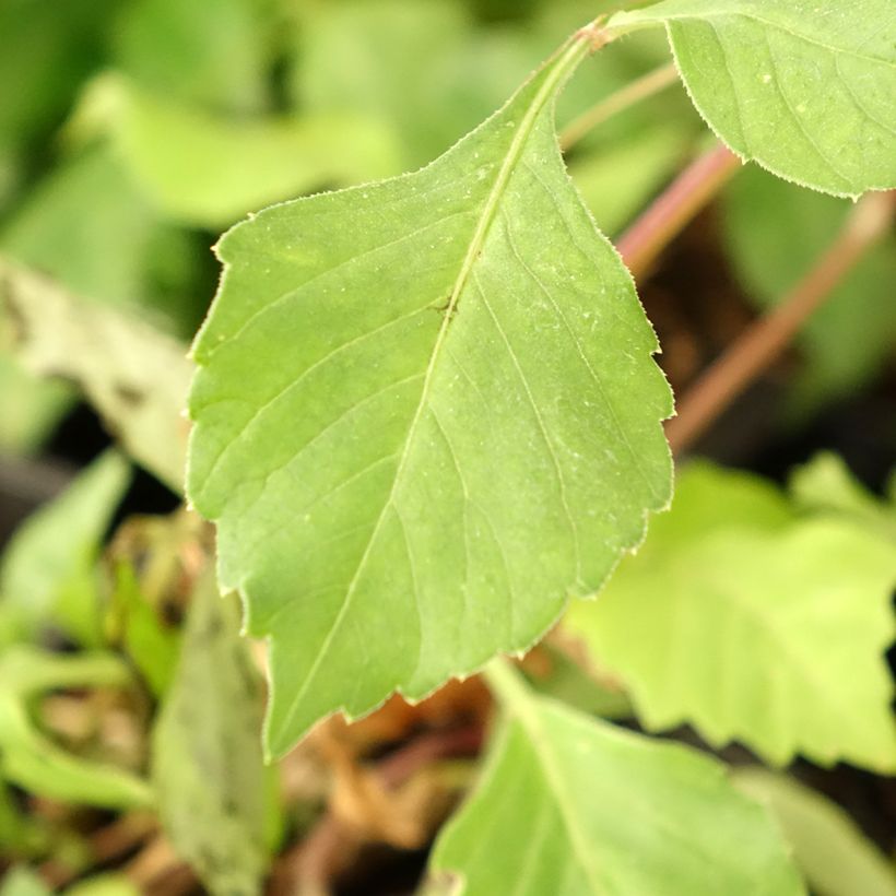 Stern-Dahlie Izarra (Foliage)