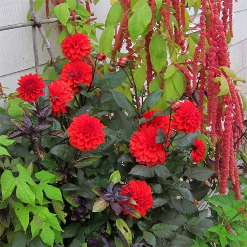 Zwerg-Dahlie Ellen Houston (Plant habit)