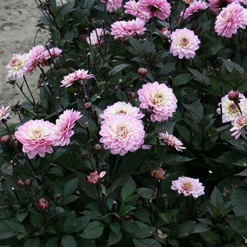 Zwerg-Dahlie Gallery De la Tour (Flowering)