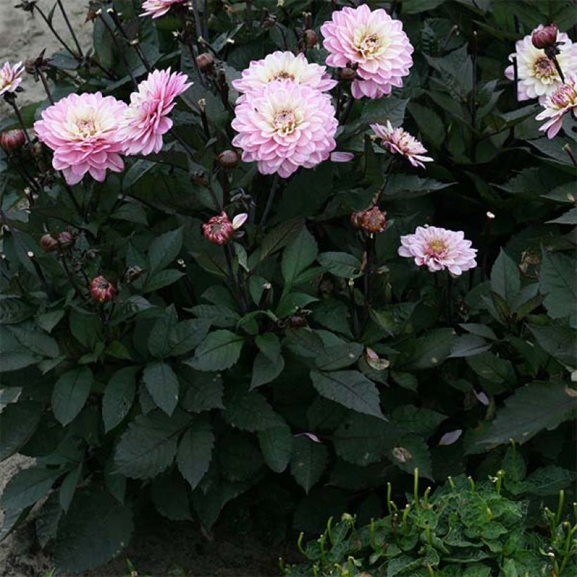 Zwerg-Dahlie Gallery De la Tour (Foliage)