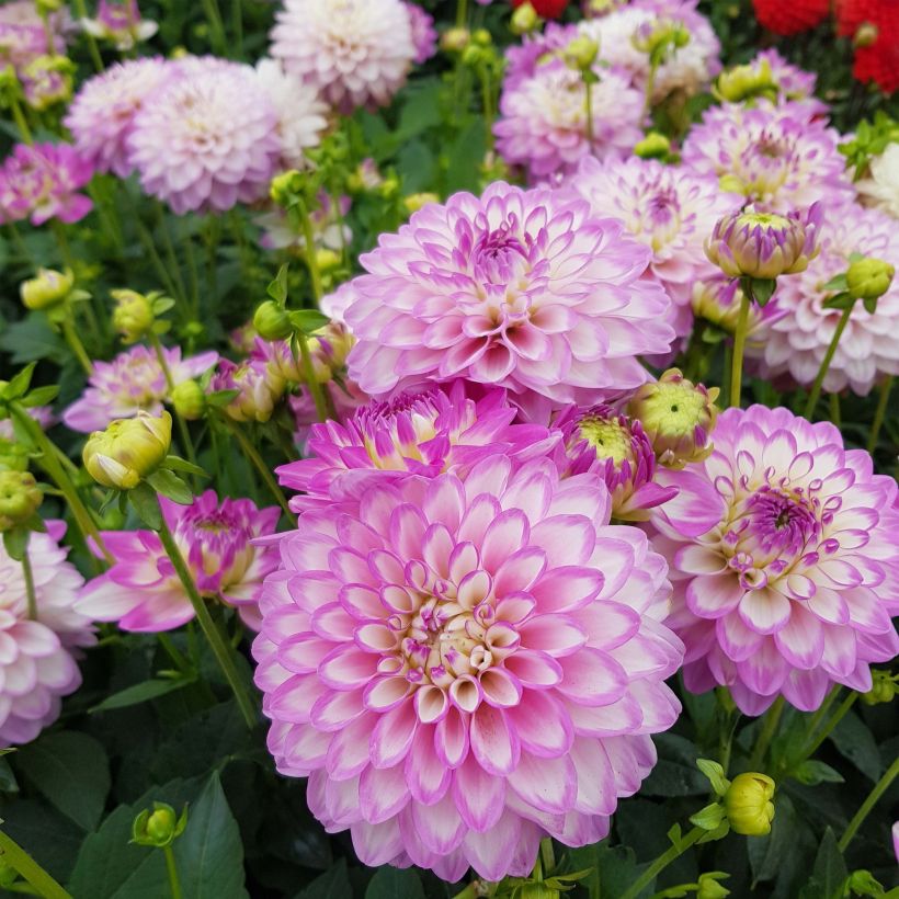Zwerg-Dahlie Melody Dixie (Flowering)