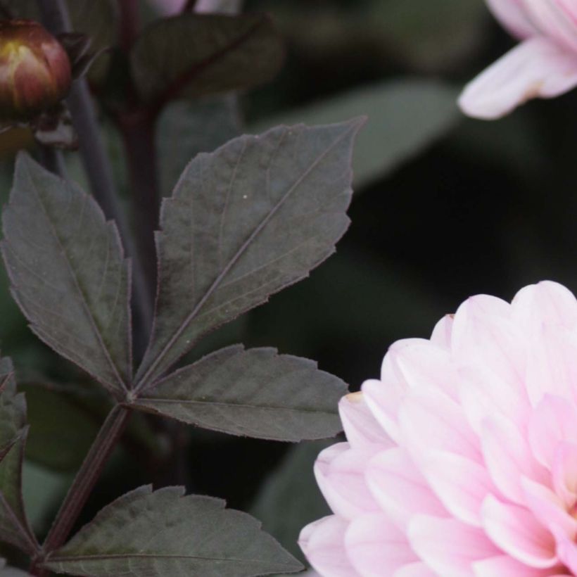 Zwerg-Dahlie Melody Harmony (Foliage)