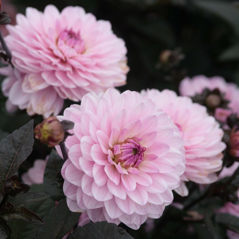Zwerg-Dahlie Melody Harmony (Flowering)
