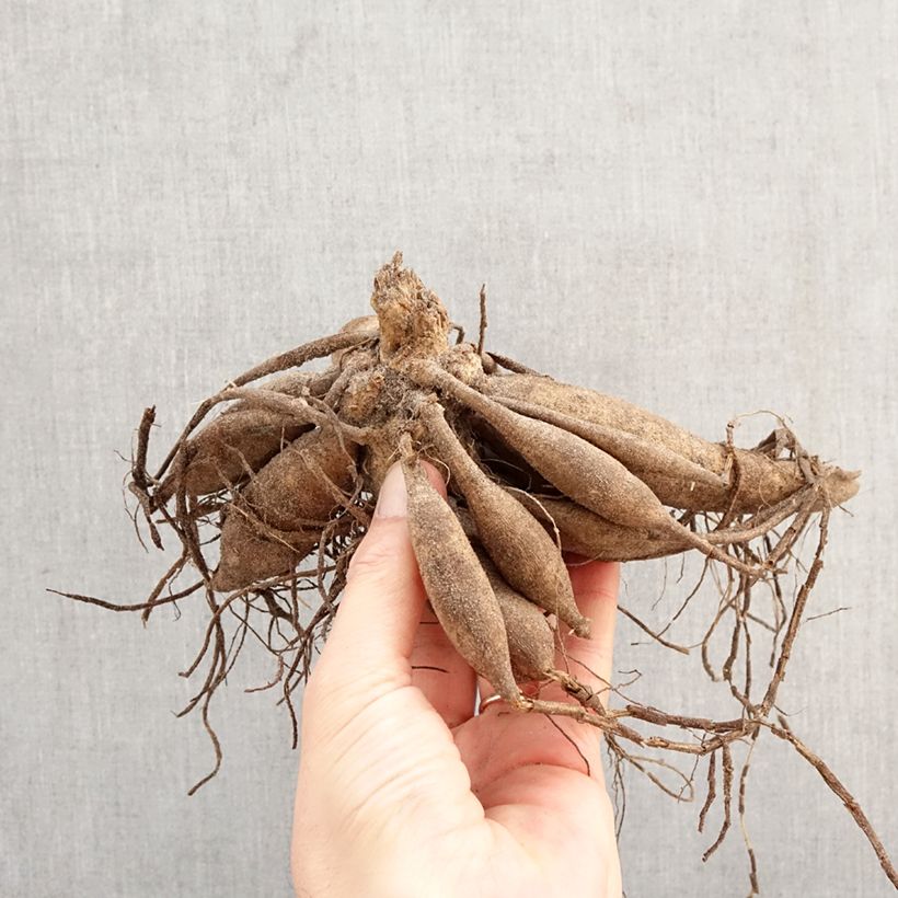 Exemplar von Zwerg-Dahlie Melody Latin Zwiebel Kaliber/Größe I wie im Frühjahr geliefert