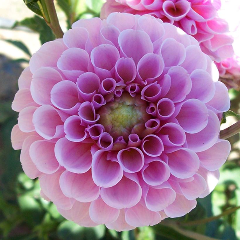 Pompon-Dahlie Stolze von Berlin (Flowering)