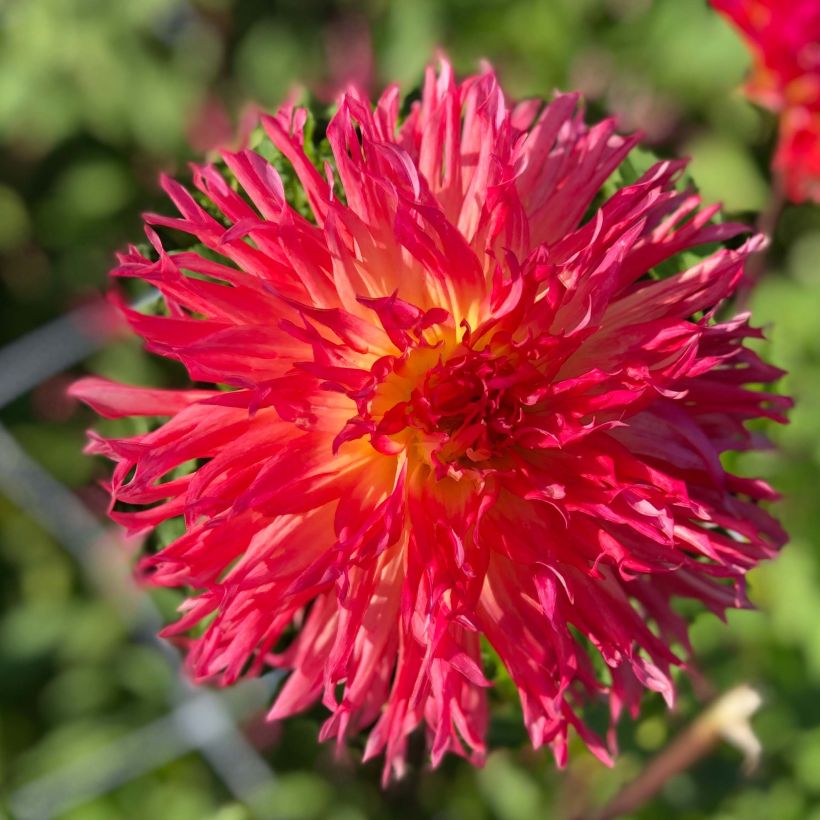 Kaktus-Dahlie Pinelands Pam (Flowering)