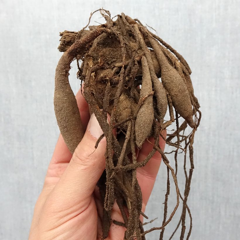 Example of Kaktus-Dahlie Pinelands Pam Zwiebel size I as you get in printemps