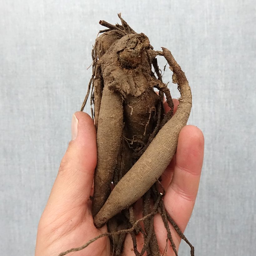 Example of Kaktus-Dahlie Vulcan Zwiebel size I as you get in printemps