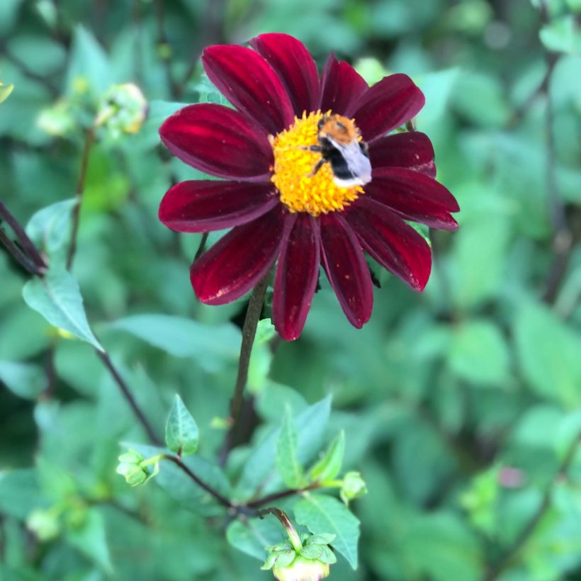 Ungefüllte Dahlien Still Going Strong (Flowering)