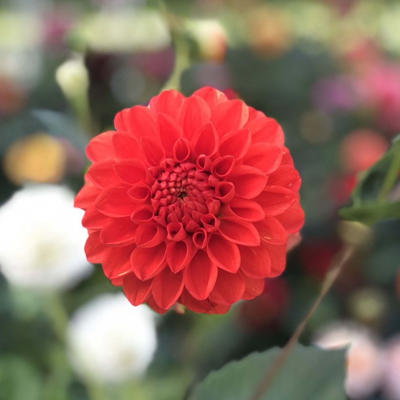 Dahlie Symphony (Flowering)