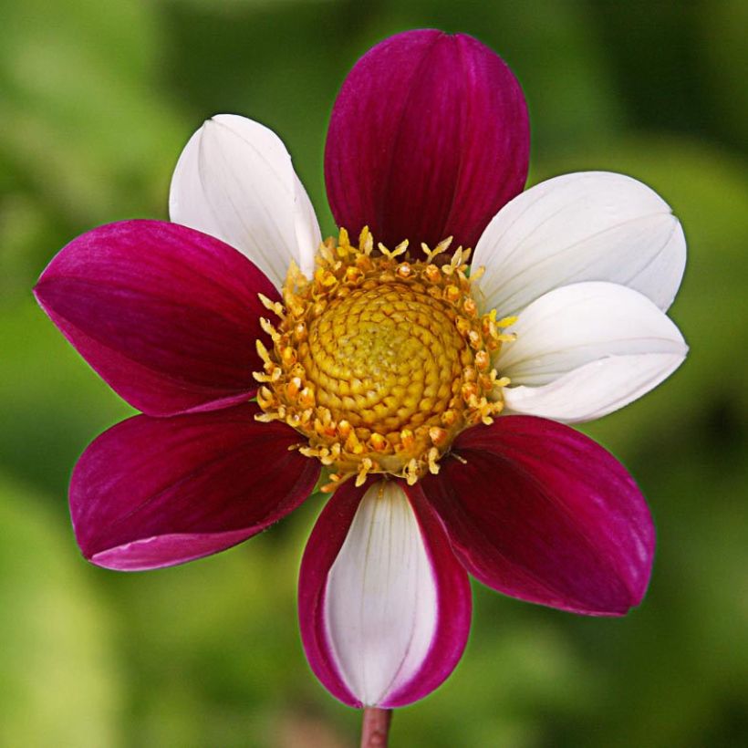 Bauer-Dahlie Twyning's Smartie (Flowering)
