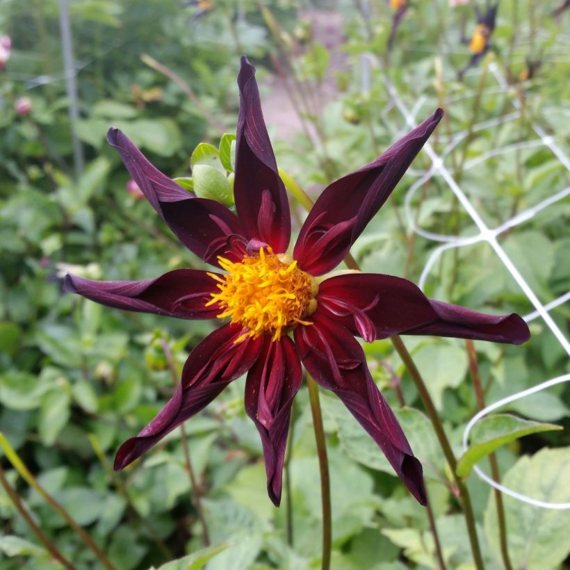 Stern-Dahlie Verrone's Obsidian (Flowering)