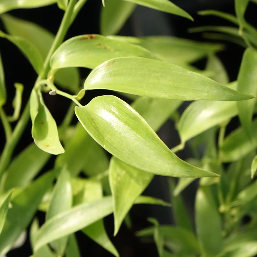 Danae racemosa - Alexandrinischer Lorbeer (Foliage)