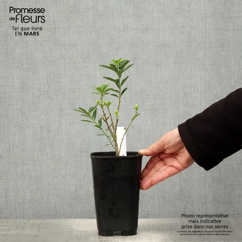 Exemplar von Daphne gemmata Royal Crown - Seidelbast Topf mit 2L/3L wie im Frühjahr geliefert