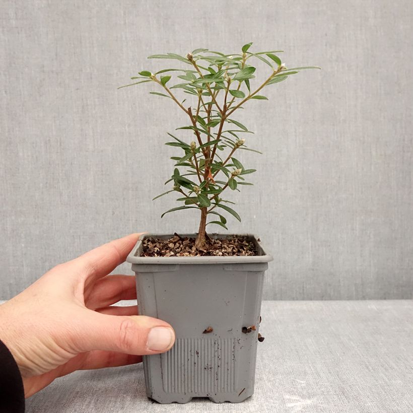 Exemplar von Seidelbast Sweetheart - Daphne Topf mit 1L/1,5L wie im Winter geliefert