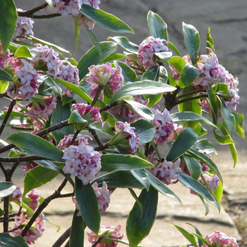 Seidelbast Aureomarginata - Daphne odora (Plant habit)
