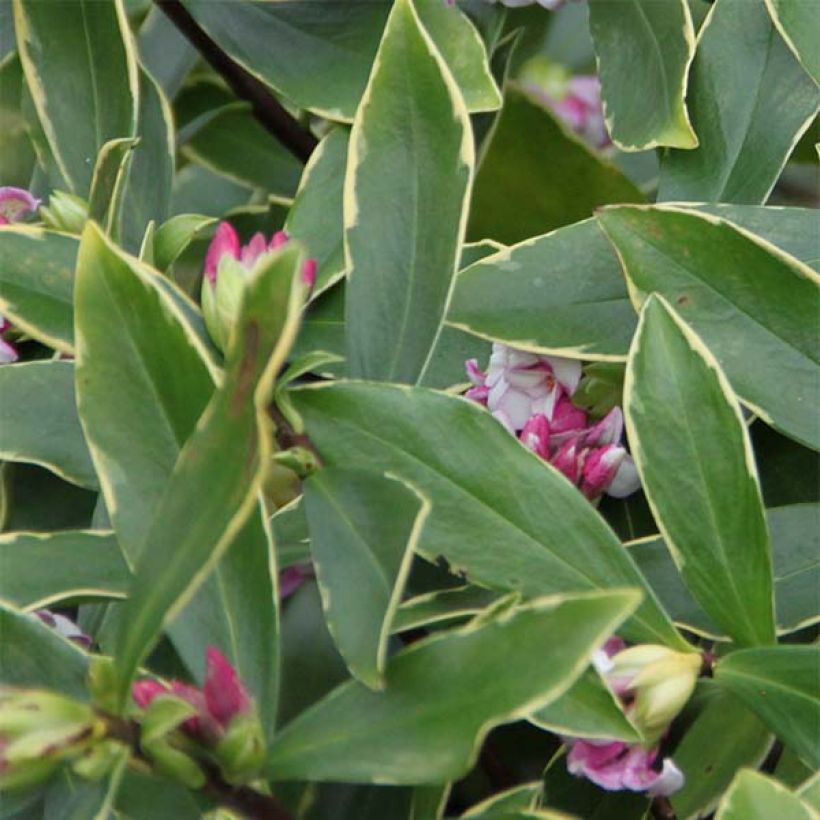 Seidelbast Aureomarginata - Daphne odora (Foliage)