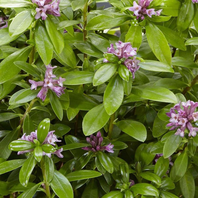 Seidelbast Sweet Amethyst - Daphne odora (Foliage)