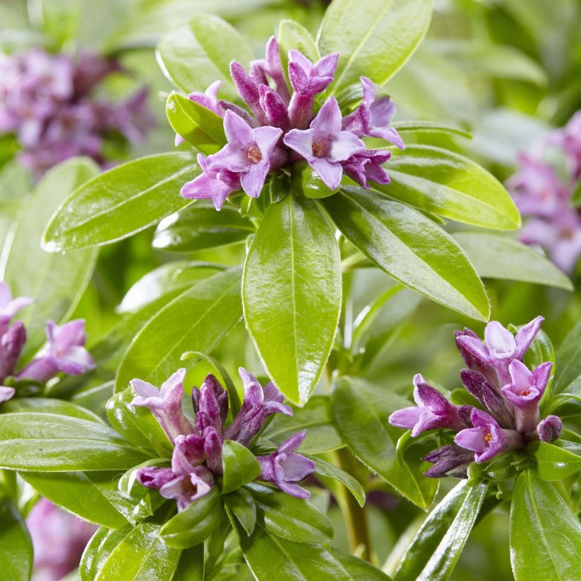 Seidelbast Sweet Amethyst - Daphne odora (Flowering)
