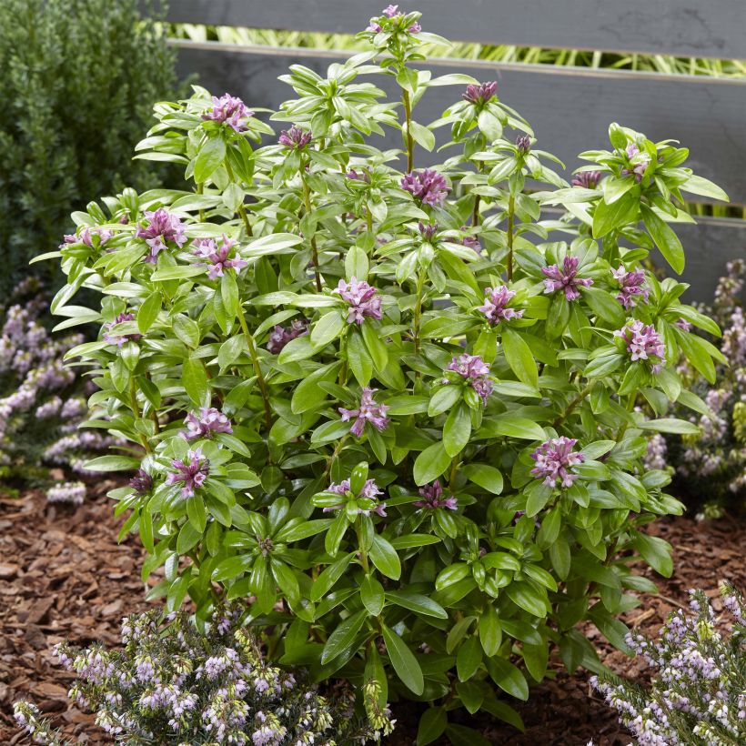 Seidelbast Sweet Amethyst - Daphne odora (Plant habit)
