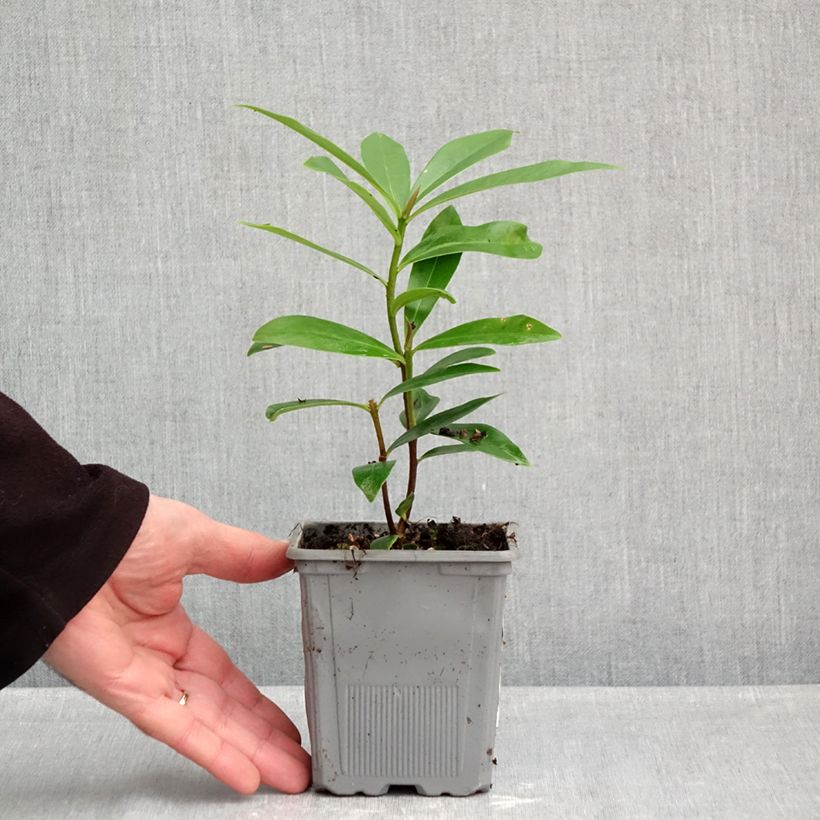 Exemplar von Seidelbast Perfume Princess - Daphne Topf mit 1L/1,5L wie im Herbst geliefert