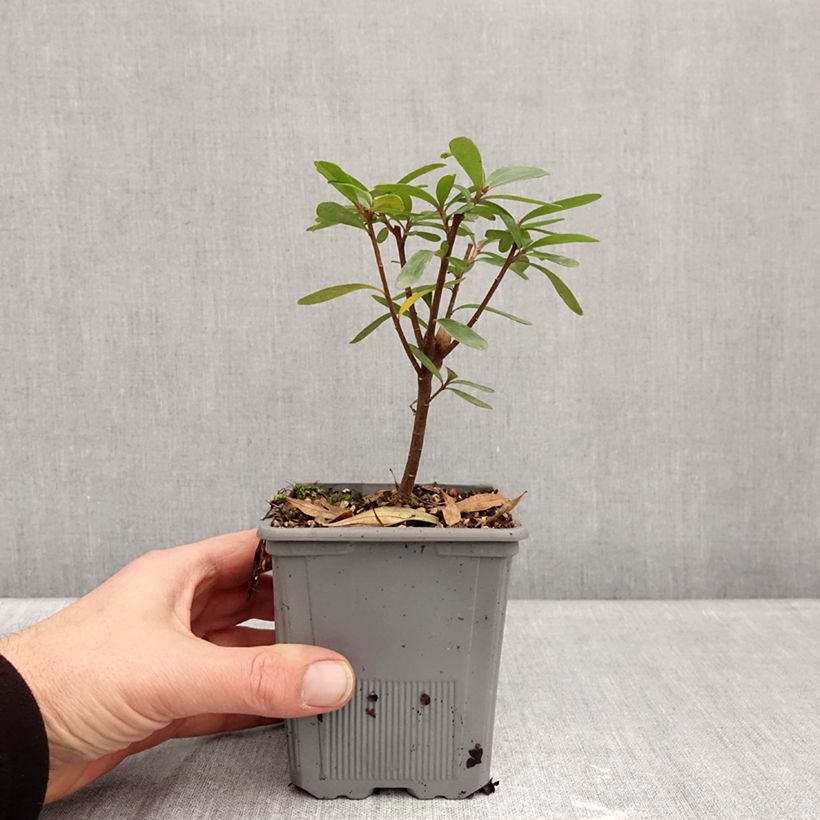 Exemplar von Daphne x transatlantica Bella Rose Topf mit 1L/1,5L wie im Winter geliefert