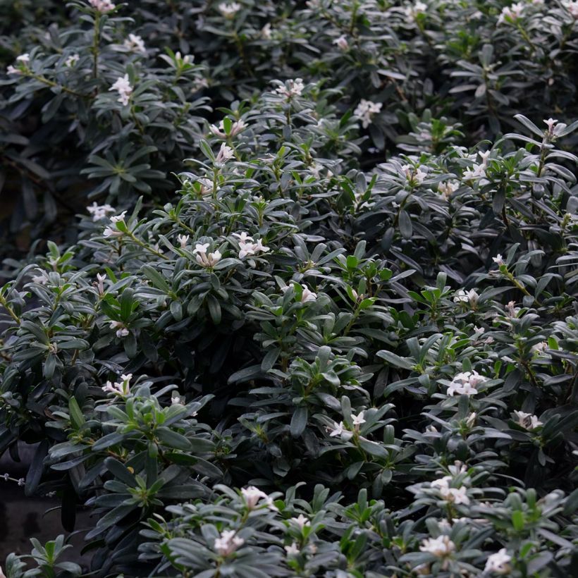 Seidelbast Eternal Fragrance - Daphne transatlantica (Foliage)